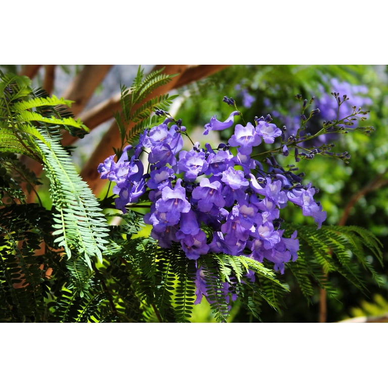 fluval plant 3.0 led 91-122 cm Fluval Plant 3.0 – PASS Aquatics & Reptiles main image 0
