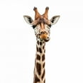 thumbnail image 2 of Funny Giraffe Face by Wallmonkeys Peel and Stick Graphic (36 in H x 17 in W) WM138884, 2 of 4