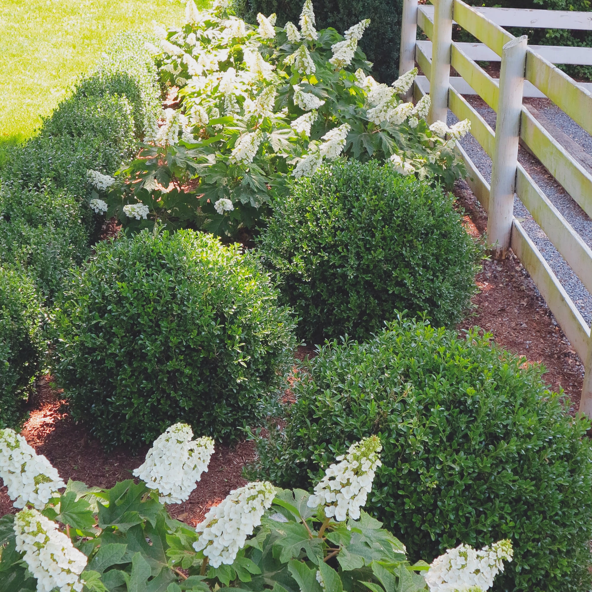 Proven Winners ColorChoice 5" NewGen Independence Boxwood Live Plant in 4.5" Pot (4 Count)