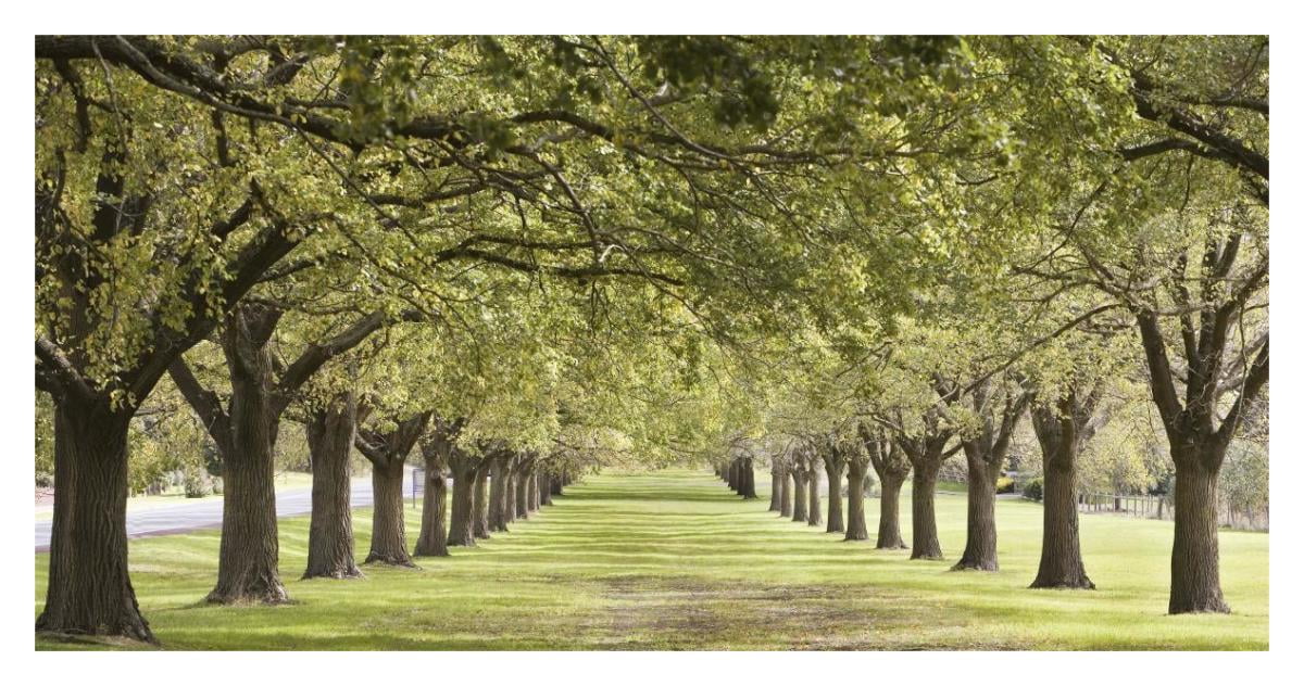 Large Green Tree Photography Print for Kids Room