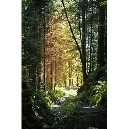 LAMINATED POSTER The Sun View Shadow Nature The Path Mountains Way Poster Print 11 x (Best Way To Photograph The Sun)