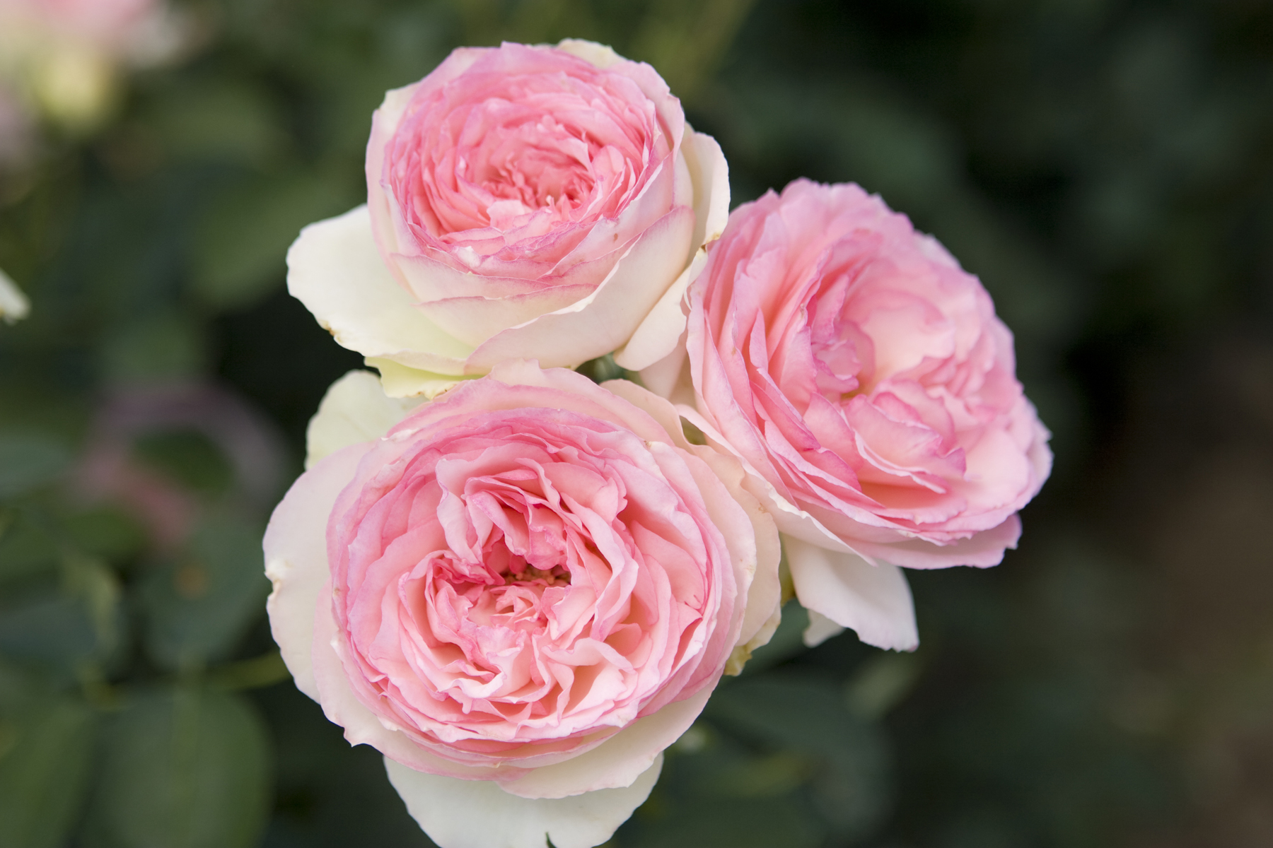 Bareroot Climbing Rose Pink Eden Live Shrub with Full Sun -1 Piece