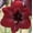 Benfica, variant on Easy to Grow Amaryllis Ferrari 1 Plant Bulb, Flower Indoor Holiday or Outdoor Spring Bloom