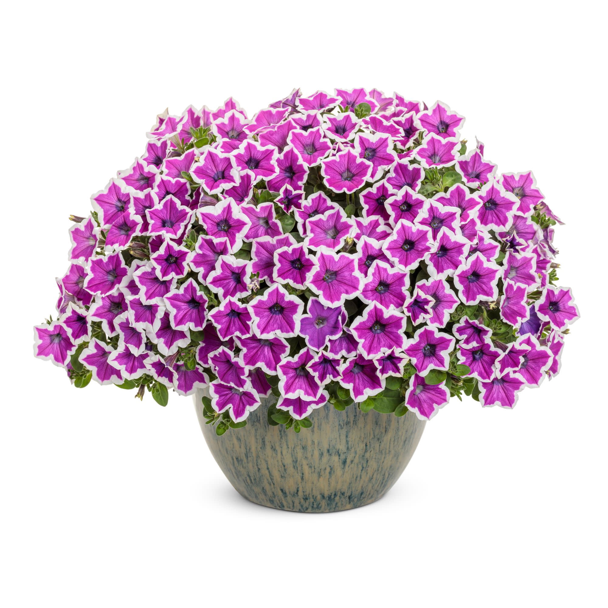 Proven Winners 4" Purple Supertunia Hoopla Vivid Orchid Petunia Live Plant in 4.25" Pot (4 Count)