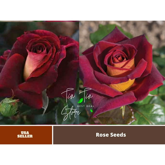 30 Rare Seeds| Black Night Hybrid Tea Rose Flower Seeds#1127 |BUY 4 GET 1 FREE|