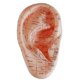 thumbnail image 1 of English Version Ear Acupuncture Earpins Model Model Auricular Application Model Ear Acupuncture Poi Banmo, 1 of 5