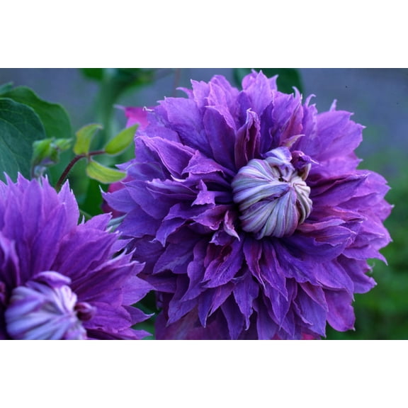 Diamantina Clematis Vine - Blue/Purple - Fragrant - 2.5" Pot