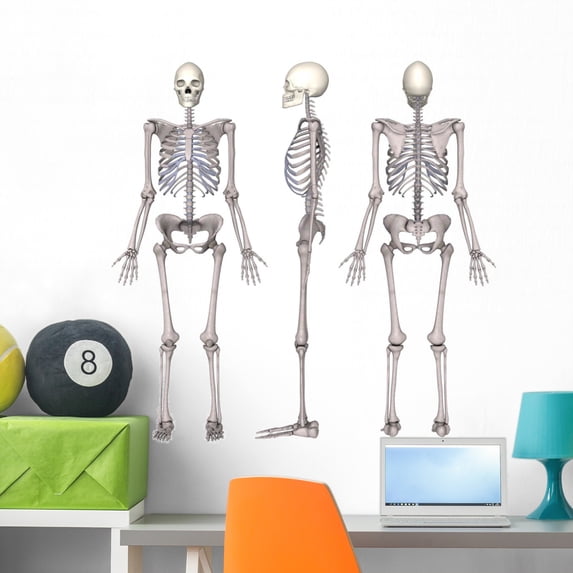 Female Skeleton Wall Decal by Wallmonkeys Peel and Stick Graphic (36 in W x 36 in H) WM282982