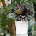 thumbnail image 2 of Auto-arrosage Automatique des Plantes à Rayures Verticales Forme Ronde Pot de Fleurs, 2 of 6