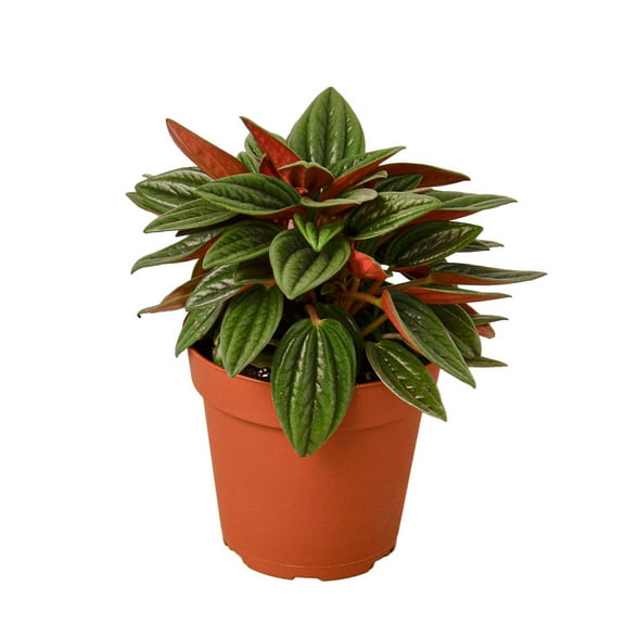 Peperomia Rosso, 4" Pot, Indoor Houseplant, Easy Care, Live Plant for Indoor & Outdoor