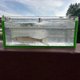 thumbnail image 2 of Contenedor Observación Pescado Acrílico Con Mini Caja Tapa () Verde, 2 of 9