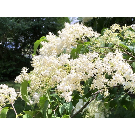 TomorrowSeeds - Japanese Lilac Tree Seeds - 600  Count - For 2026 Planting Ivory Silk Summer