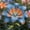 Blue-Orange, variant on Lily Bulbs,Low Maintenance - Easy Grow - Ideal For Beds Borders, Plant Pots & Planters
