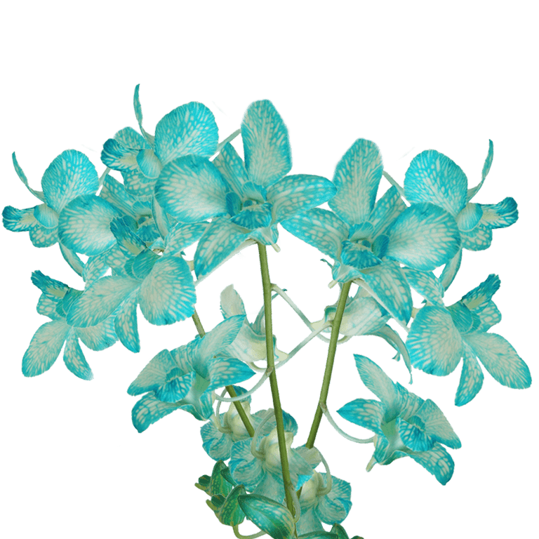 20 Blue Sonia Dyed Orchid Flowers- Beautiful Fresh Cut Flowers- Express  Delivery 
