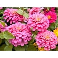 thumbnail image 3 of TomorrowSeeds - Rose Pink Zinnia Seeds - 3000+ Count - For 2026 Planting Heat-Tolerant Long-Lasting, 3 of 3