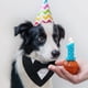 thumbnail image 5 of Bandana formal para perro, boda, perro, boda, con pajarita, disfraz de cumpleaños para perro, traje formal ajustable para perro mediano (L, negro), 5 of 5
