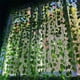 thumbnail image 5 of Artificial Green Ivy Leaf Rattan Creeper Leaves Vine Hanging Garland DIY Fake Flowers Plants for Garden Wedding Party Home Decor, 5 of 5