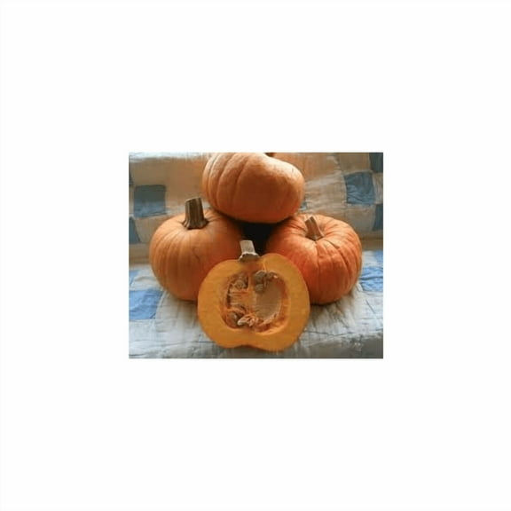 Pumpkin Sugar Pie Great Heirloom Vegetable by Seed Kingdom Bulk 5 LB Seeds