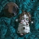 thumbnail image 3 of POP MART Skullpanda Everyday Wonderland Series Blind Box Toys Kawaii Anime Action Figure Surprise Mystery Box Dolls Girls Gift, 3 of 5