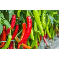 100 Seeds BIG JIM PEPPER Green to Red Big 12" Chili Mild Heat Capsicum Annuum Vegetable Seeds