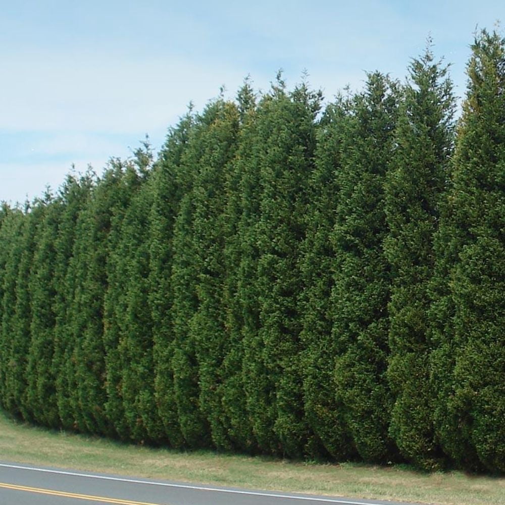 Expert Gardener 1-1.5 ft tall Leyland Cypress Live Shrub in 1-Gallon Grower Pot