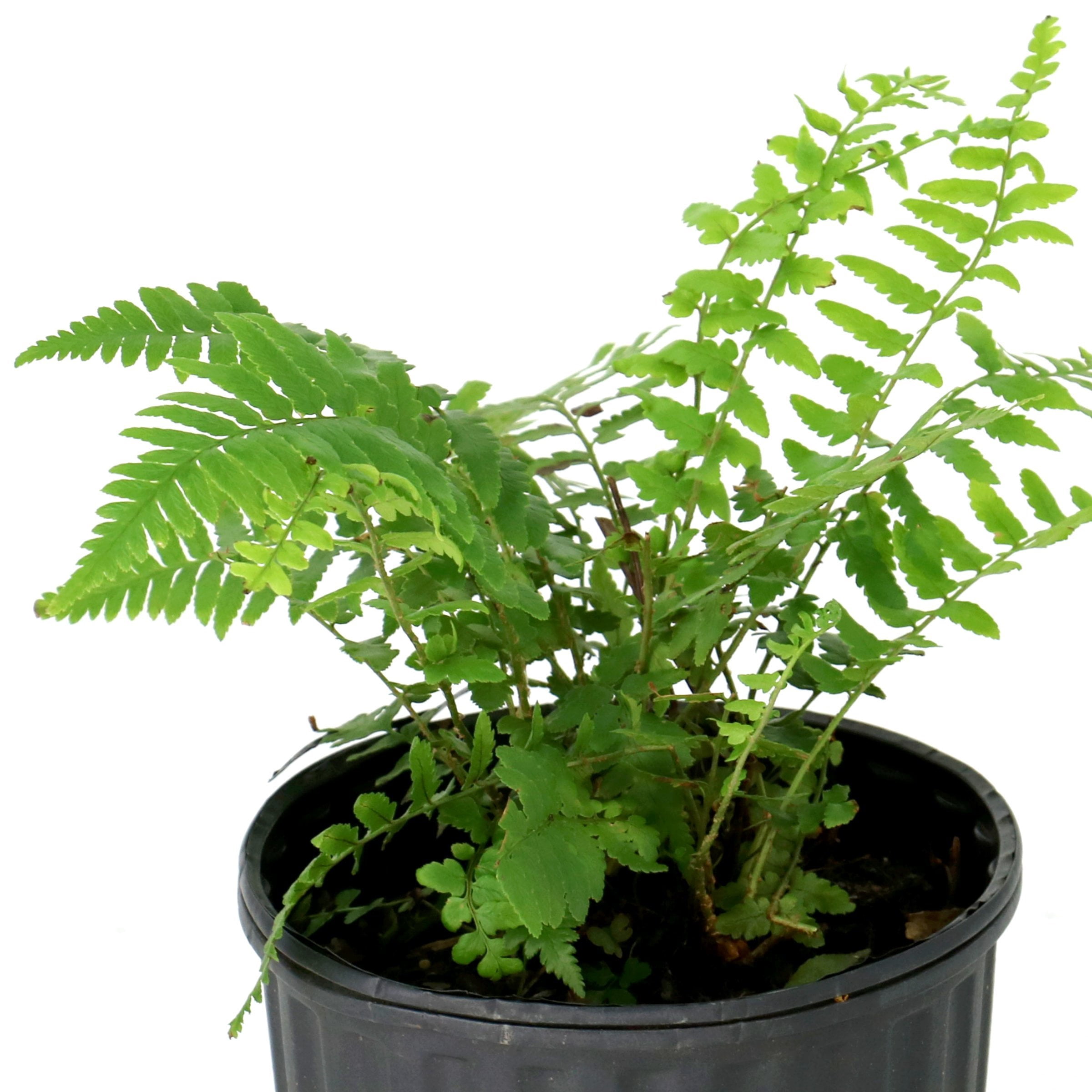 National Plant Network 1 gal. Southern Shield Fern