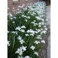 thumbnail image 2 of American Plant Exchange White African Iris, 6-Inch Pot, Live Landscape Plant, Flowers Spring Through Fall, Zones 8-11, Annual Below Zone 8, 2 of 5