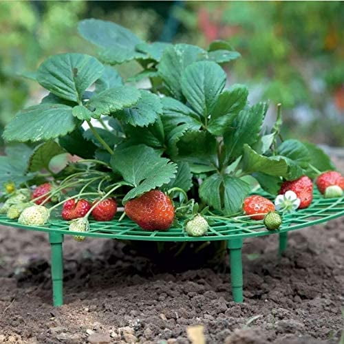 5 Packs Strawberry Supports Strawberry Plant Support Strawberry