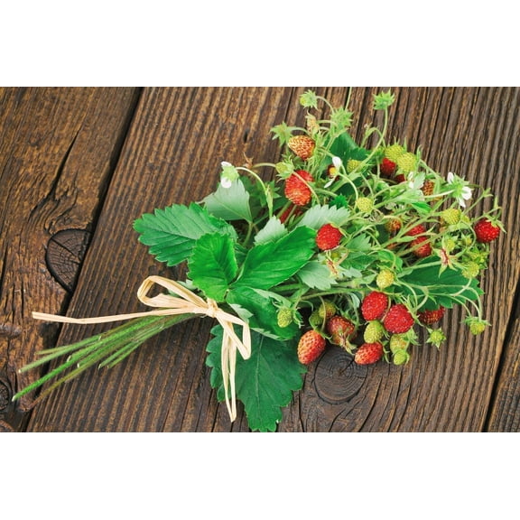 80 Seeds California WOODLAND STRAWBERRY Fragaria Vesca Bracteata Pacific Native Strawberry Red Berry Fruit White Flower Seeds