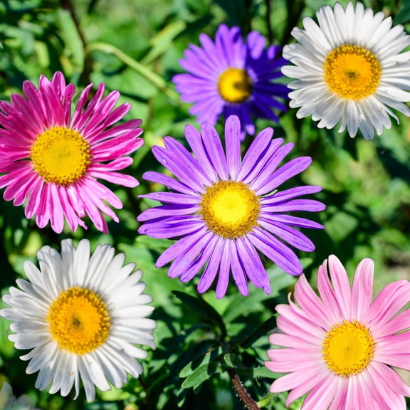 Single Rainbow Mix China Aster 1 Grams ~42 Seeds – Callistephus chinensis – Heirloom Annual – Non-GMO – 90–120 Days – 12–36" Plants – Cut Flower Favorite – Red, Pink, White, Purple Blooms