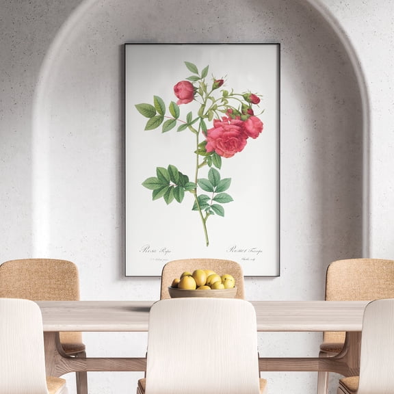 Turnip Roses - 1817–1824 | Pierre-Joseph Redouté | Premium Fine Art Print | 18th Century Belgian | Flower Painting, Botanical illustration | Botanical | Plant Art | Nature Art