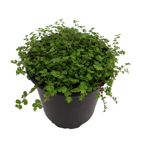 Baby Tears Plant - 3.5" Pot - Helxine - Terrarium/Fairy Garden