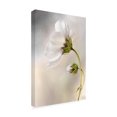 thumbnail image 4 of Mandy Disher 'Heavenly Cosmos' Canvas Art, 4 of 4