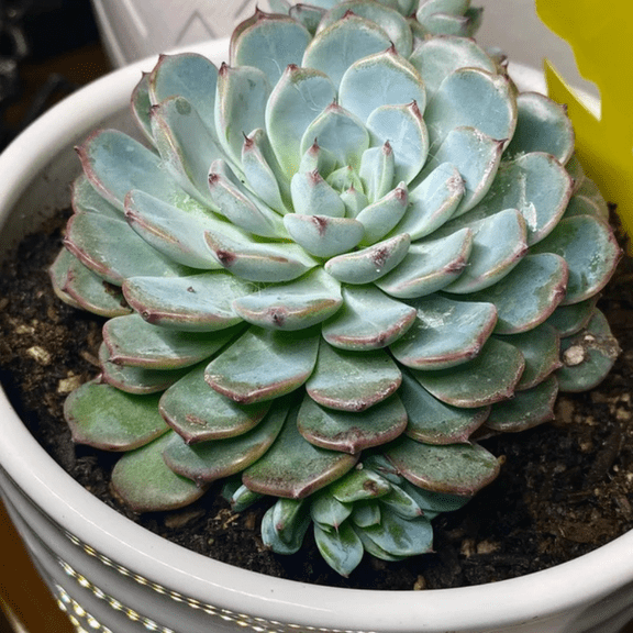 Echeveria Minima 2" Pot, Live Succulent, Small Succulents