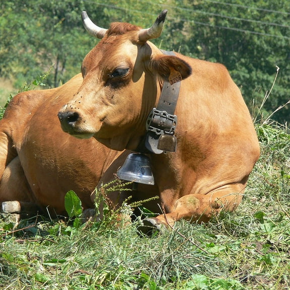 Pawsdot Cheering Cowbells with Handle Sturdy Iron for Sporting Events 2Pcs