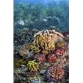 thumbnail image 2 of Shimlock, Jones 23x32 White Modern Wood Framed Museum Art Print Titled - Indonesia, Raja Ampat Underwater fish and coral, 2 of 4