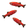 GloFish® Danio Add-On 3ct Live Fish Assortments