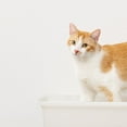 thumbnail image 5 of IRIS Large Open Top Cat Litter Tray, Sturdy Comfortable Open Air Senior Cat Kitty Rabbit Bunny Litter Pan Indoor, Pearl, 5 of 10
