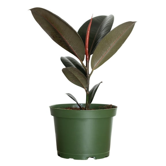 United Nursery Live Ficus Burgundy Plant 14-18 inches Tall in 6-inch Grower Pot