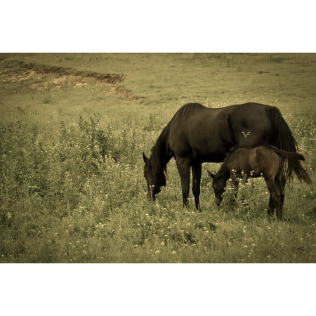 Canvas Print Horses Foal Filter Antique Black Horse Stretched Canvas 10 x 14
