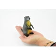 thumbnail image 3 of Marmot, Ground Squirrel, Marmota, Museum Quality, Hand Painted, Rubber Mammal, Realistic Toy Figure, Replica, Kids, Educational, Gift, 4 1/2" CH242 BB122, 3 of 8