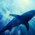 thumbnail image 6 of Orinice Shark Ocean Person Round Table Cover Stain Resistant Washable Indoor Outdoor Tablecloth Kitchen Dining Wedding Parties 100% Polyester Fiber 31-35, 6 of 8