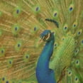 thumbnail image 3 of Greene, Taylor 20x20 Black Modern Framed Museum Art Print Titled - Peacock Love, 3 of 5
