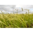 thumbnail image 7 of Organic Whole Grain Teff, 20 Pounds – Non-GMO Super Ancient Grain, Brown Seeds,  Great for Baking, Pilaf, Cereal, Porridge, Stew, Salads and Injera. Vegan, Kosher. Bulk, 7 of 7