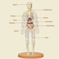 thumbnail image 3 of Human Torso Body Model Anatomy Anatomical Medical Internal Organs for Teaching Detachable Educational Medical Science Model New, 3 of 6