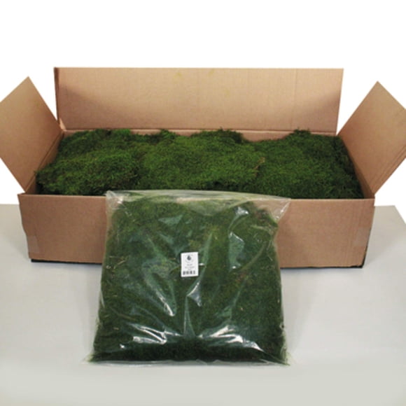 Bolsa de Musgo en Lámina Real Conservado Vickerman con Textura Rica Verde