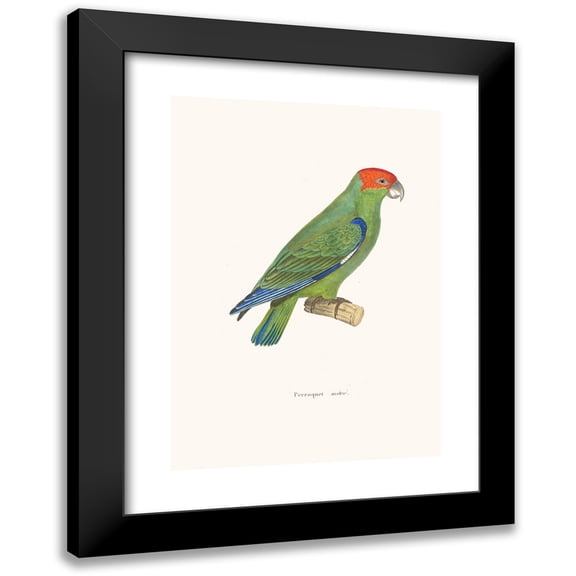 Coenraad Jacob Temminck 11x14 Black Modern Framed Museum Art Print Titled - Miter Parrot (1838)