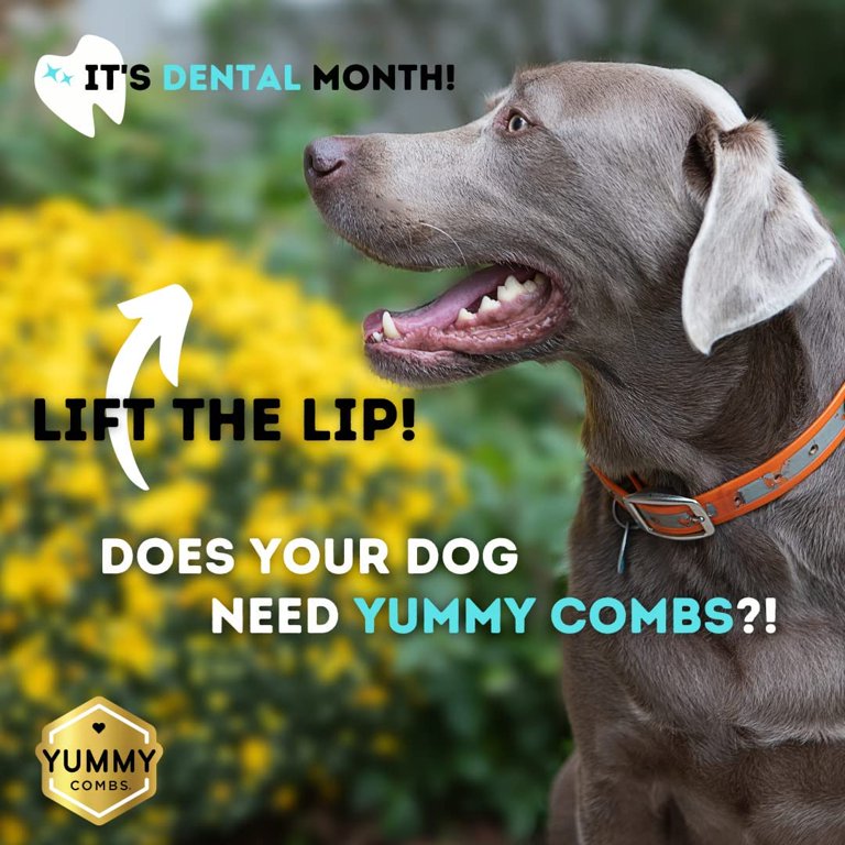 Yummy Combs - Elevate Your Dog's Health!