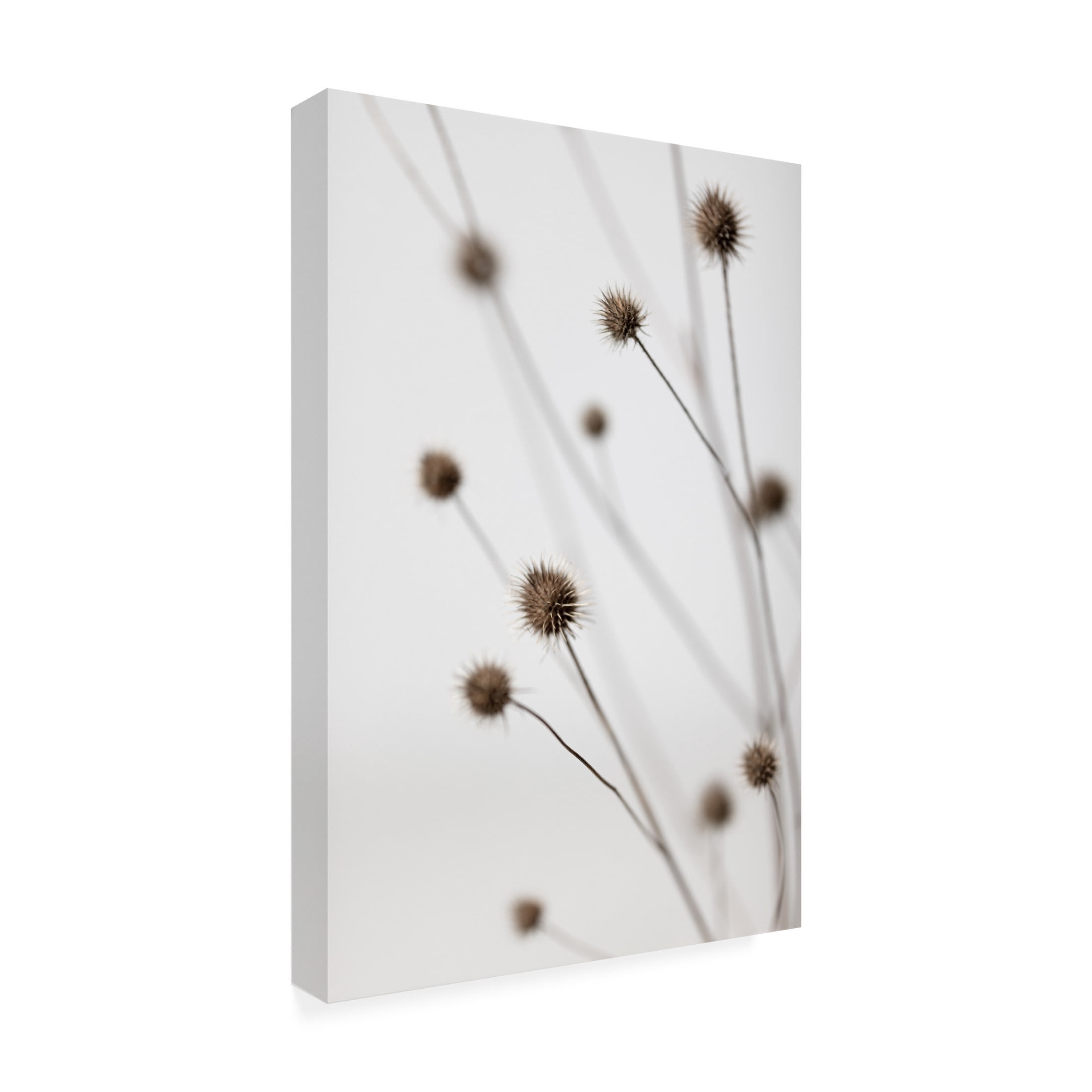 Trademark Fine Art Pictufy Studio Thistle Grey 06 Canvas Wall Art