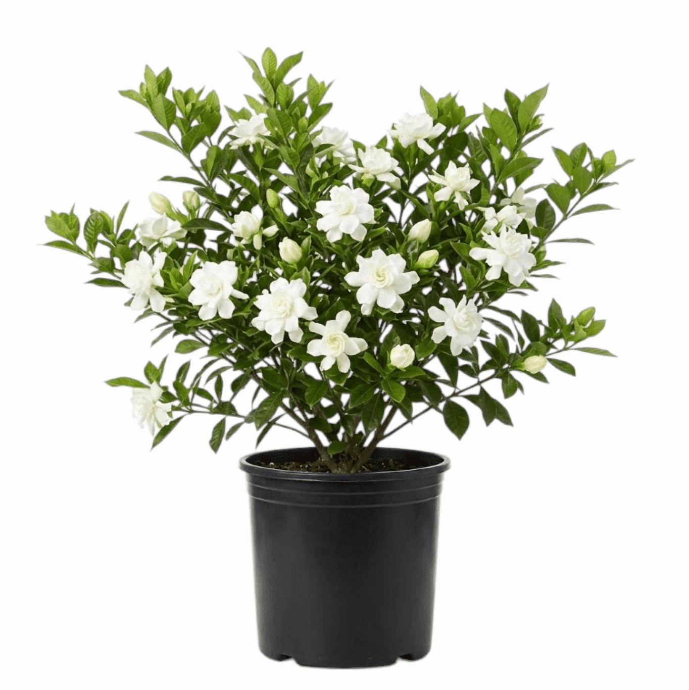 Set 2 Jasmine Frostproof Plant Live for Planting, Fragrant Jasmine Flowering Vine, Frost Proof Plant Cape Jasmine Plant, 4-6 Inch Tall, No Pot